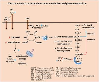 Vitamin C in Cancer: A Metabolomics Perspective